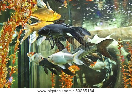 Carp Coi (cyprinus Carpio Linacus)