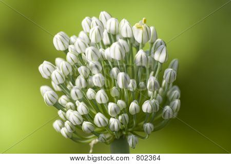 Blossoming onions I
