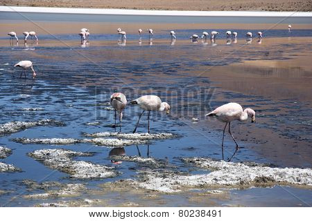 Flamingos in lagoon of Salar de Uyuni