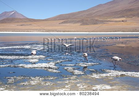 Mountain lake with flamingos in Bolivia