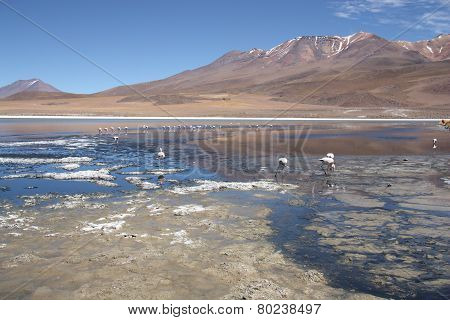 Beautiful landscape with Flamingos in lagoon in Bolivia