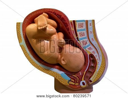 Baby In The Womb Model