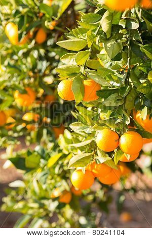 Valencia Orange Trees