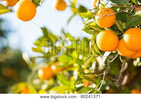 Valencia Orange Trees