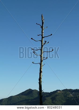 Solitary Century Plant