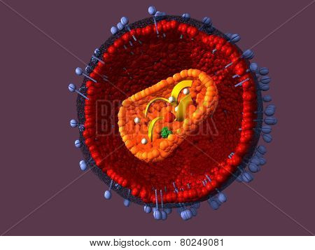 Structure of the AIDS virus