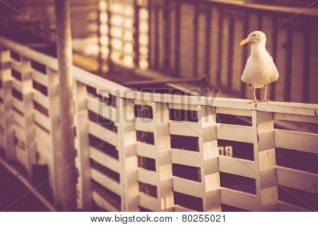 California Sea Gull