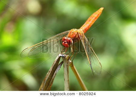 Dragonfly
