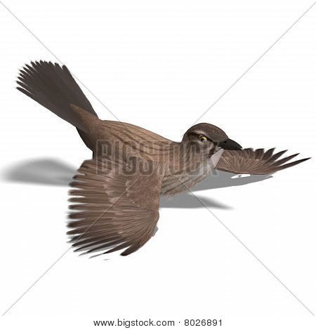 red winged Amselweibchen