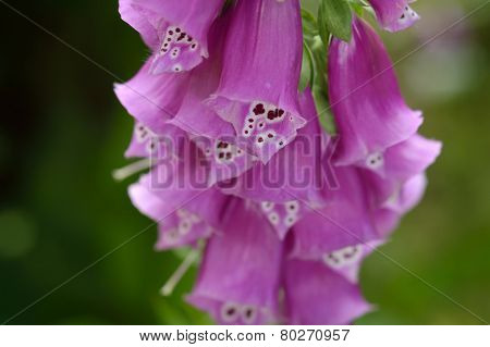 Close-up Foxglove - Digitalis Purpurea.