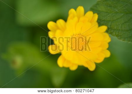 Close-up Of Yellow Marigold Flower.