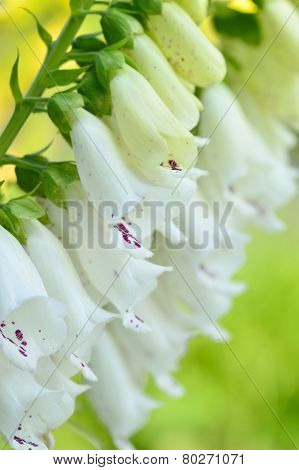 Close-up Foxglove - Digitalis Purpurea.