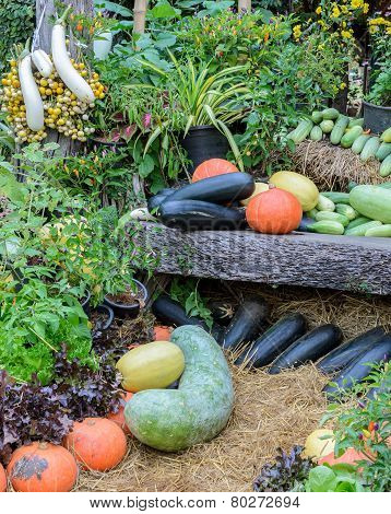 Decorated Ripe Vegetables In The Garden
