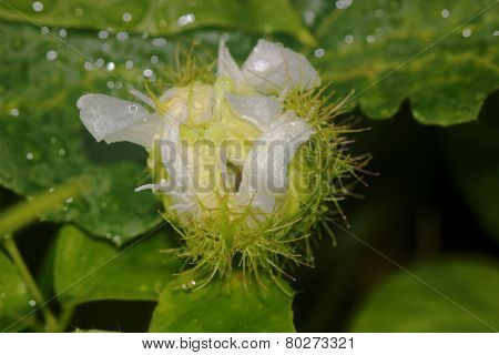 Wild Flower