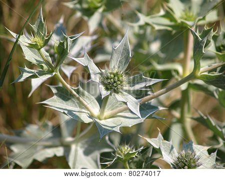 Eryngium Maritimum
