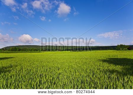 Landscape With Acres,corn And White Clouds