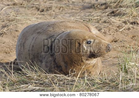 Atlantic Grey Seal