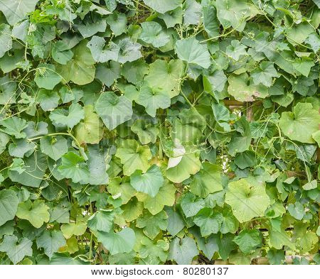 Green Leave Of Angled Luffa Plant
