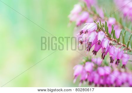 Erica Carnea