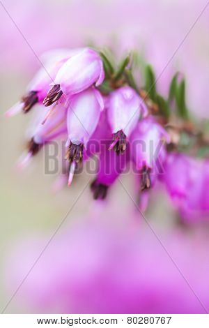 Erica Carnea