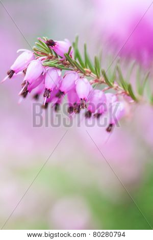 Erica Carnea