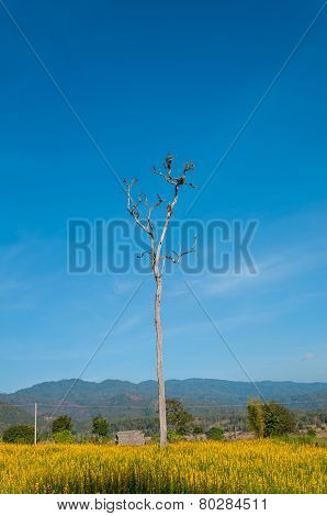 Dead tree