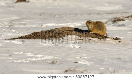 Prairie Dog In The Snow