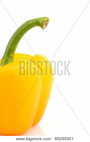 Single Wet Yellow Pepper Close-up View Isolated