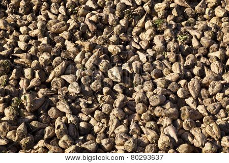 Sugar Beet Field