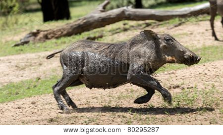 African Warthog