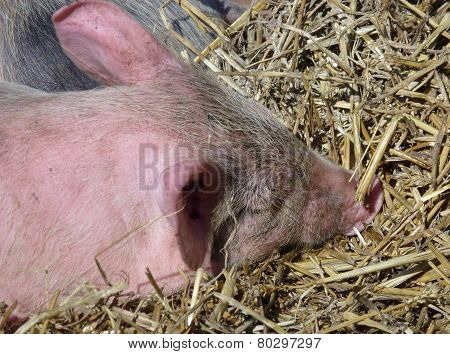 A portrait of a young pig
