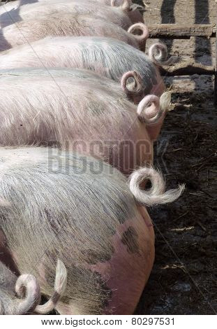 Curling tails of pigs