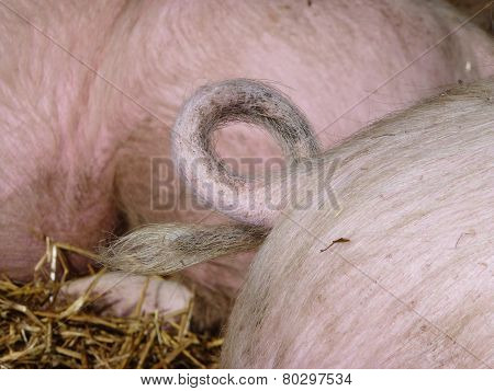 A curling tail of a pig