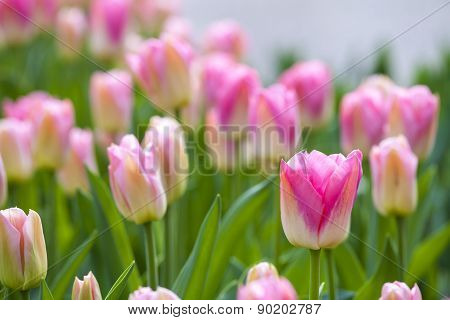 Pink Tulips In The Spring.