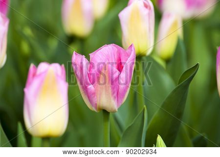 Pink Tulips In The Spring.