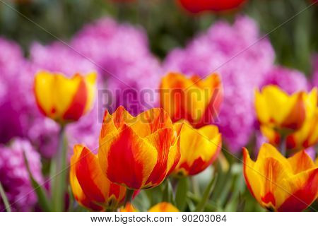 Beautiful Fresh And Vivid Yellow An Red Tulips