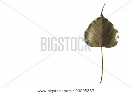 Bohd leaves dry on a white background