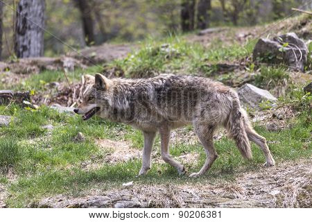 A lone coyote in a summer scene