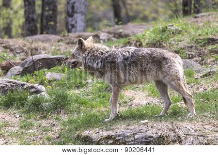 A lone coyote in a summer scene