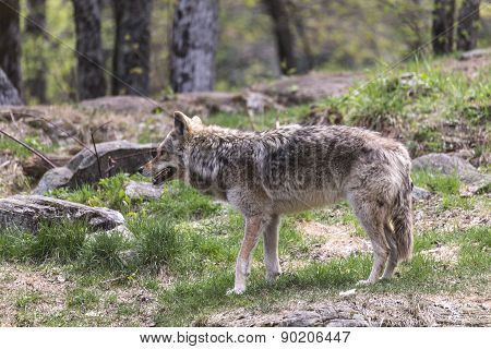 A lone coyote in a summer scene