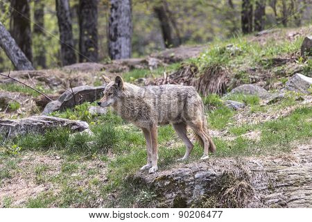A lone coyote in a summer scene