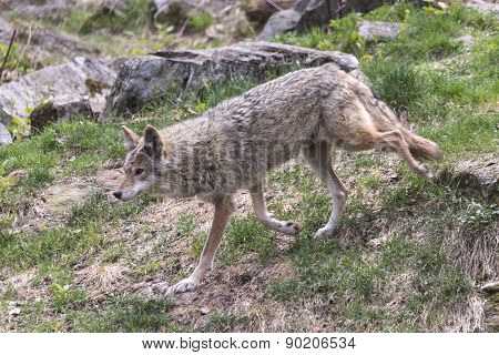 A lone coyote in a summer scene