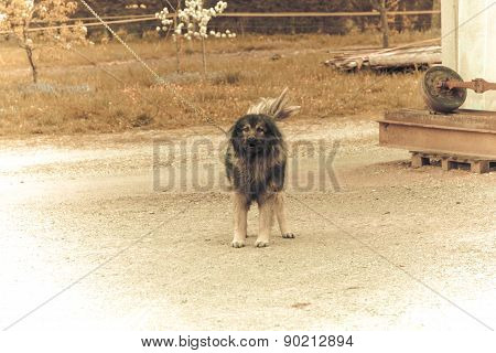 Watchdog.