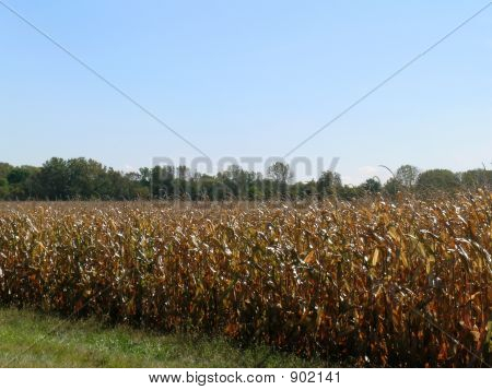 Corn_Field