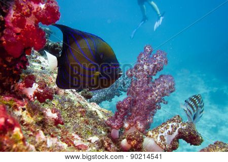 Angelfish