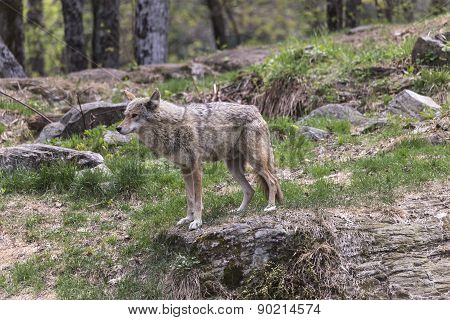 A lone coyote