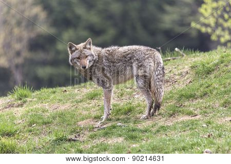 A lone coyote