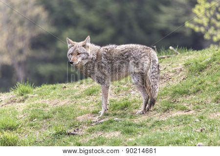 A lone coyote