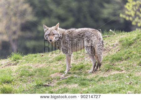 A lone coyote