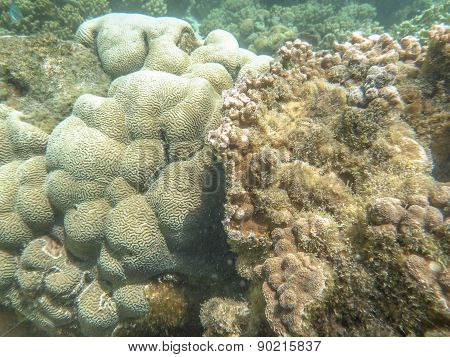 Corals